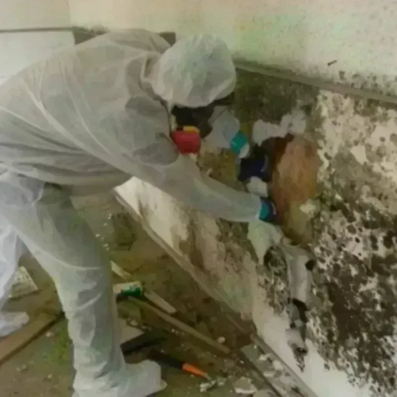 Mold Remediation and Removal in Lyons, OR